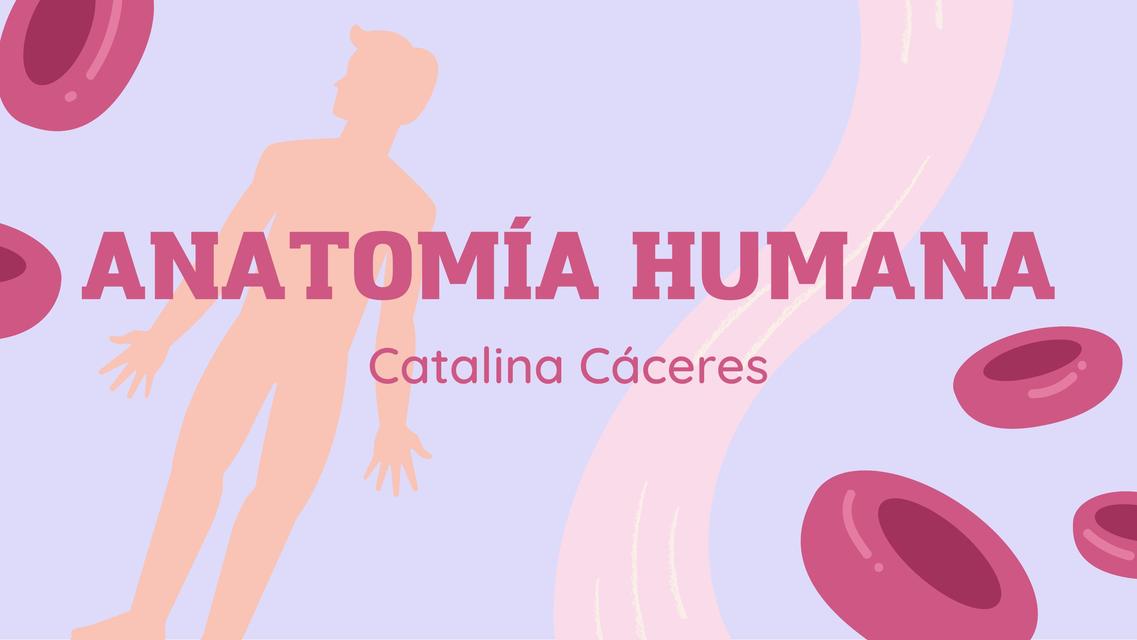 Anatomía Humana 