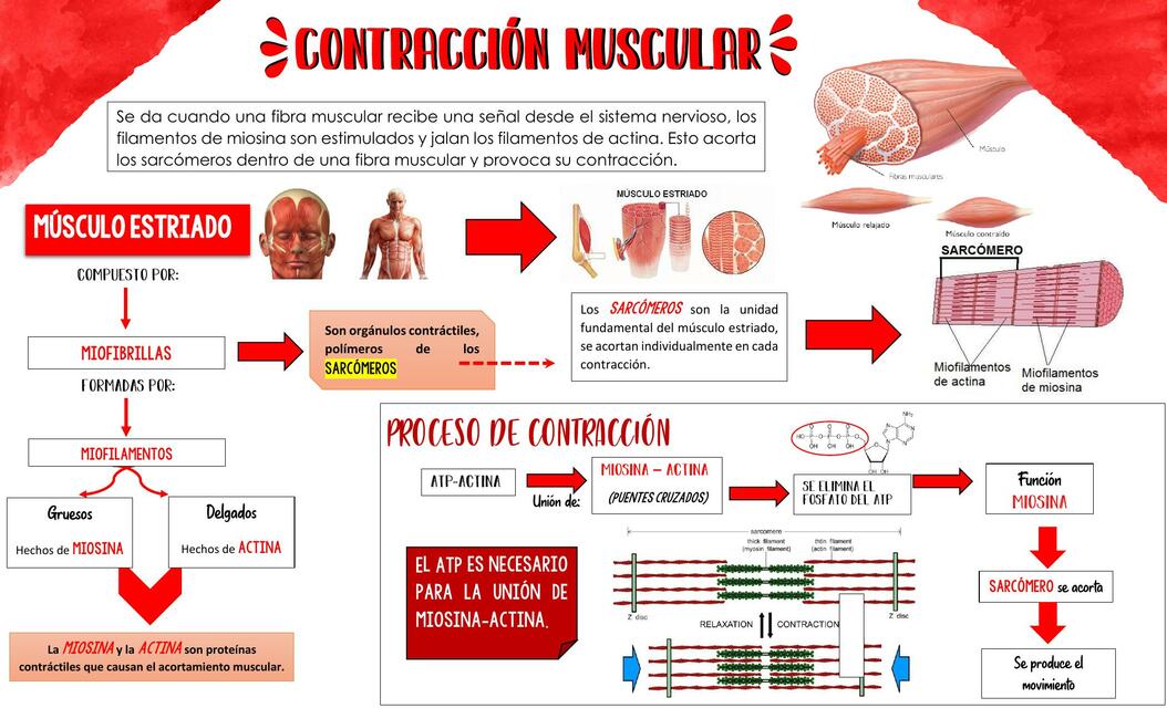 Contracción muscular 