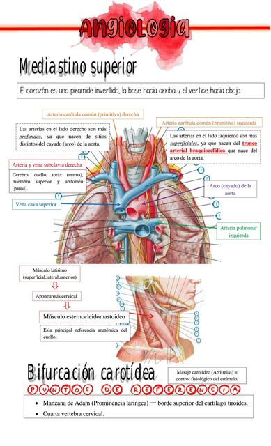 Angiología: Mediastino superior, bifurcación carotídea, arteria carótida externa. 