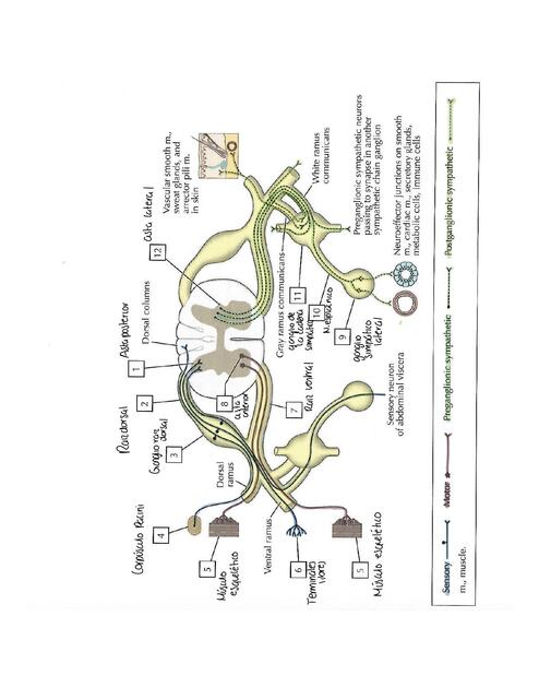 Esquema Vía Visual