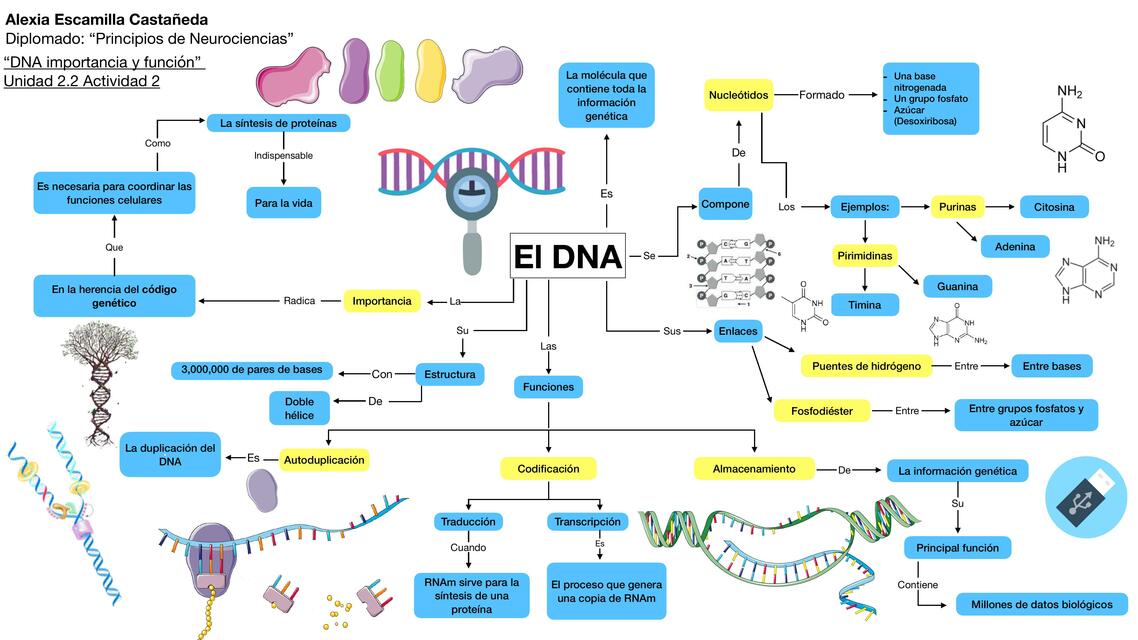 El DNA 