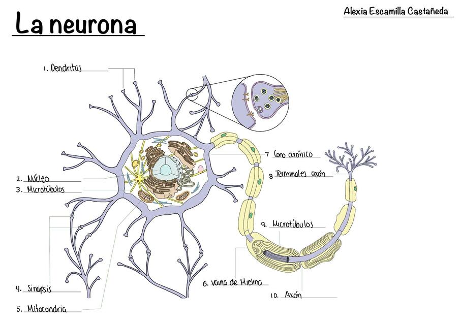 La Neurona 