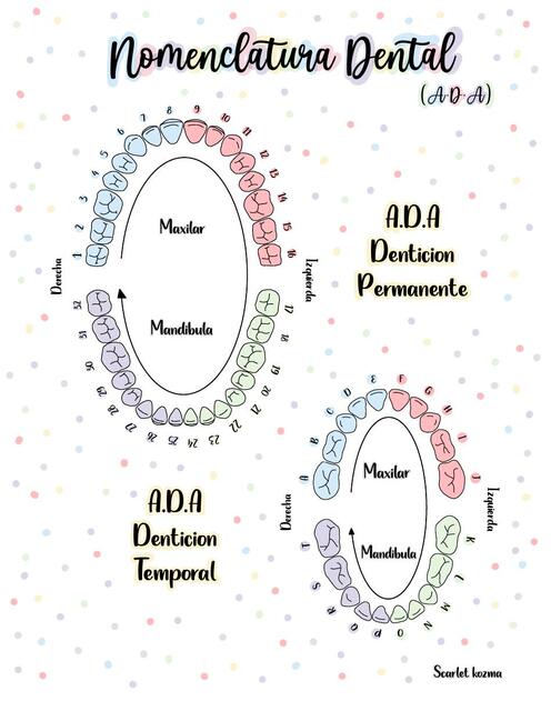 Nomenclatura Dental