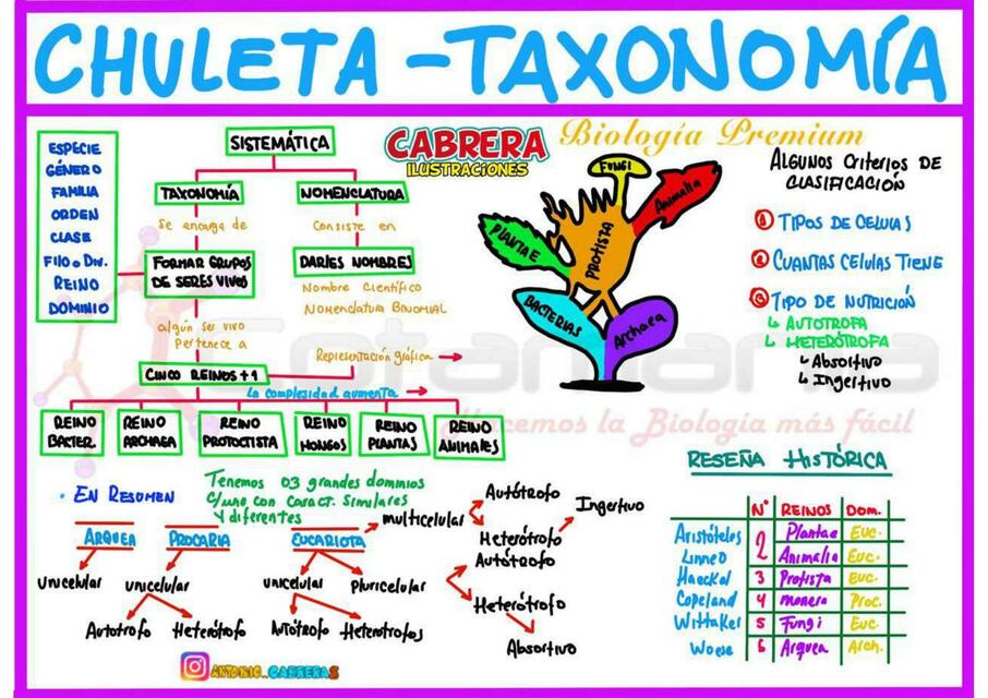 Chuleta- Taxonomía