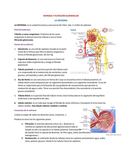 Nefrona y filtración glomerular