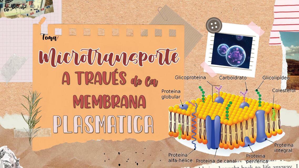 Micro transporte a través de la membrana plasmática