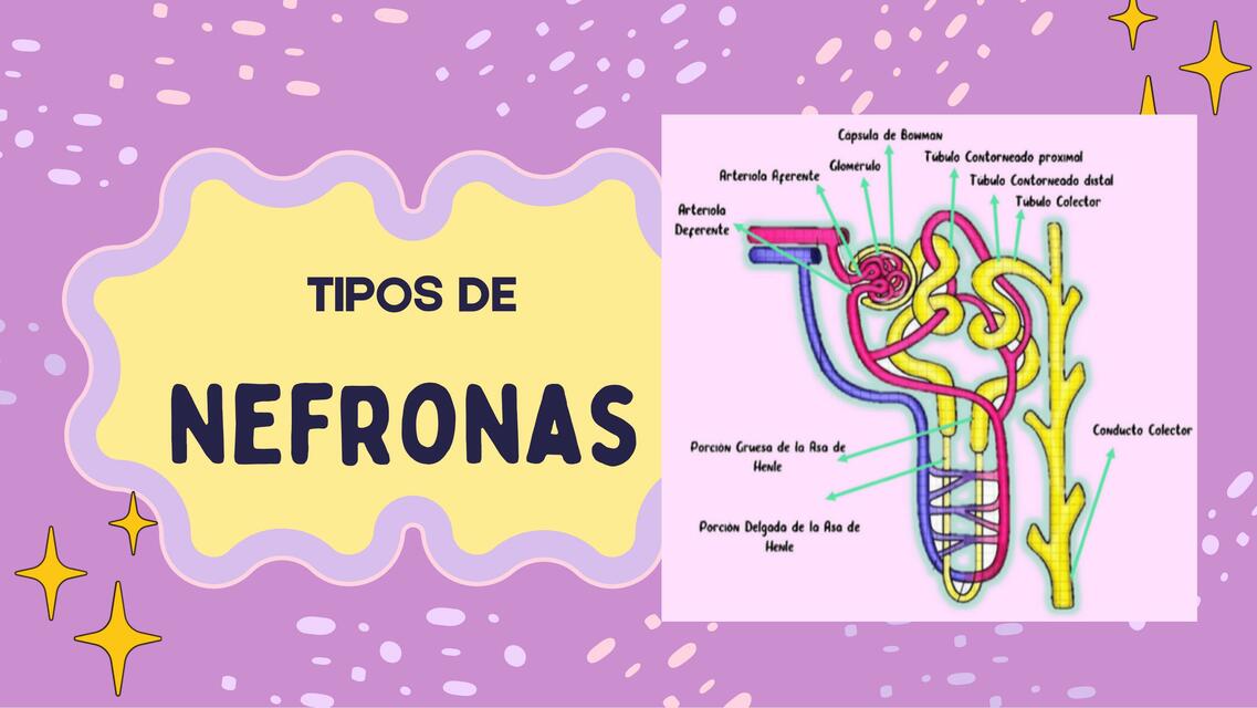 Tipos de Nefronas