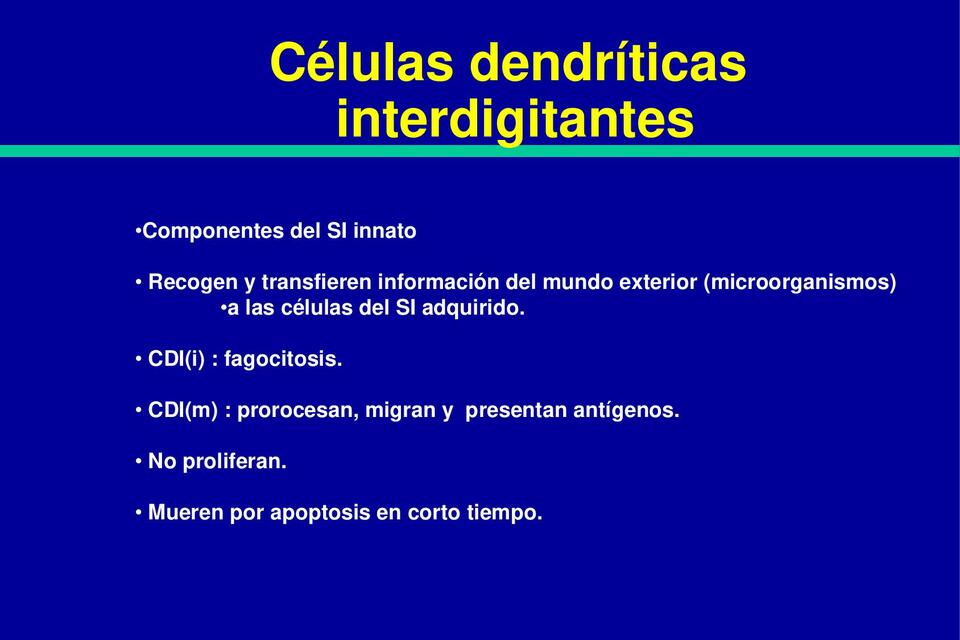 Células Dendríticas Interdigitantes 