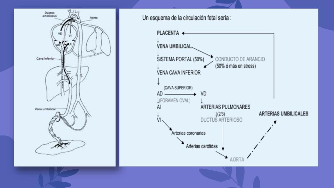 Circulación fetal  