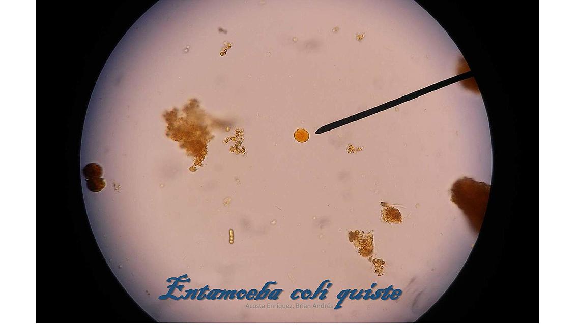  Parasitología: Láminas