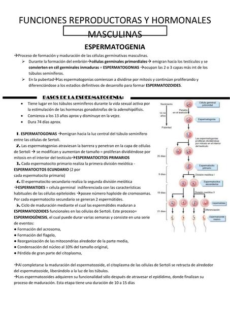 FUNCIONES REPRODUCTORAS Y HORMONALES MASCULINAS