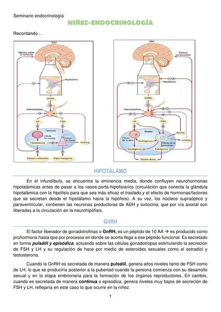 Niñez - endocrinología