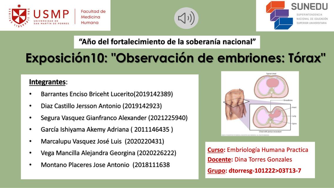 Observación de Embriones: Tórax 