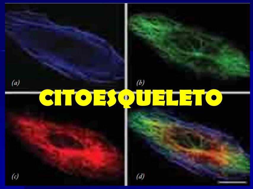 Citoesqueleto  