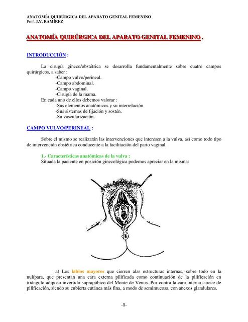 Anatomía quirúrgica del aparato genital femenino 