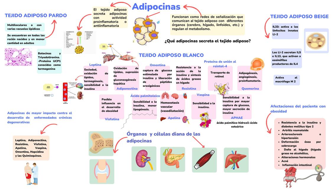 Esquema de Adipocinas