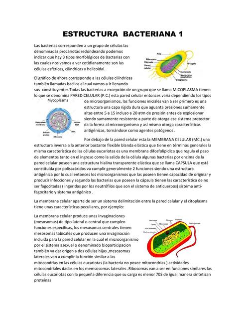 Estructura Bacteriana 1  