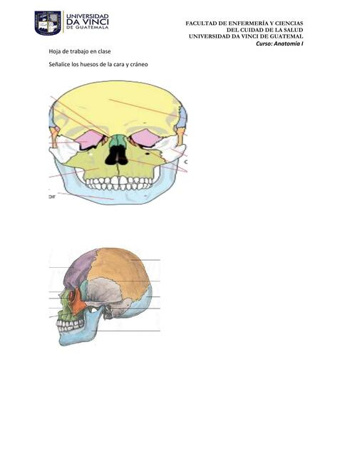 Hoja de trabajo en clase huesos