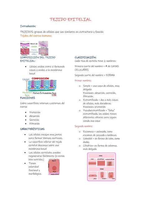 Tejido epitelial resumen