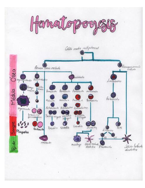 HematopoyesisPlexo braquialPlexo sacroBHQShipercal