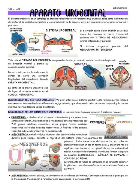 Aparato Urogenital 