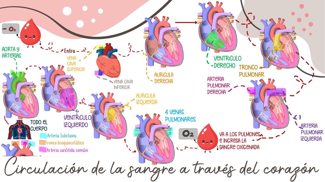 Circulación de la sangre a través del corazón