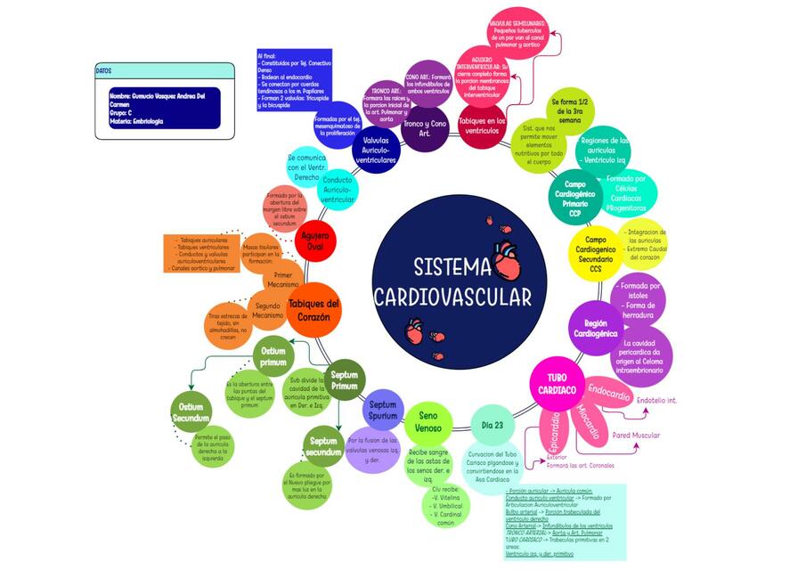 Sistema cardiovascular - Embriología