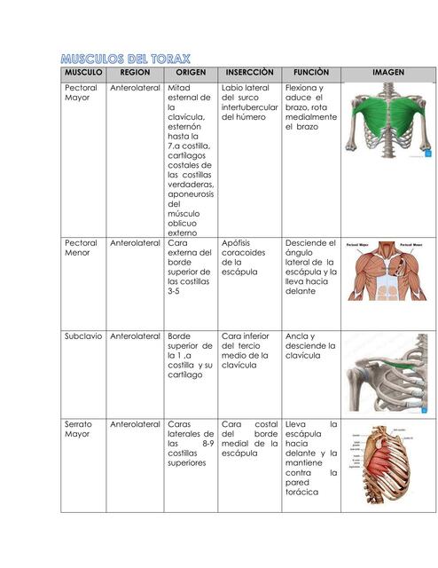 Músculos del tórax