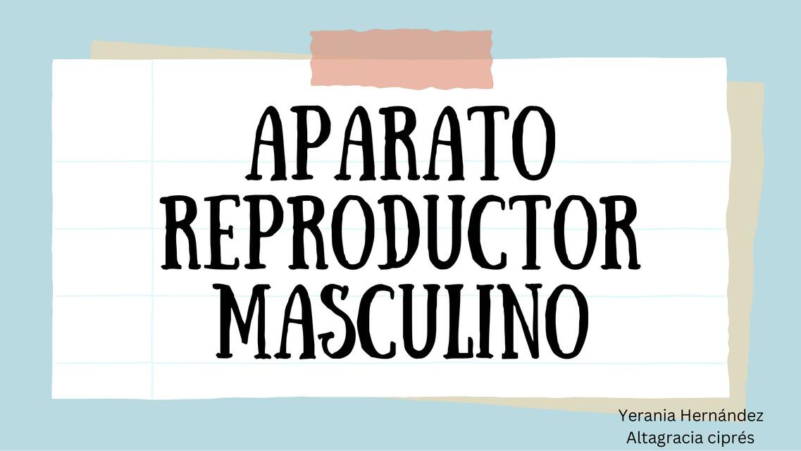 Aparato reproductor masculino