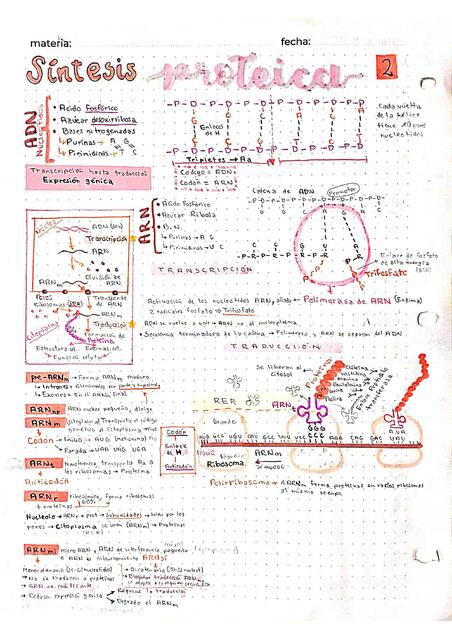 Síntesis de proteínas 