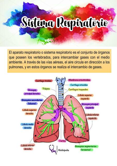 Portafolio  Del  Sistema  Respiratorio 