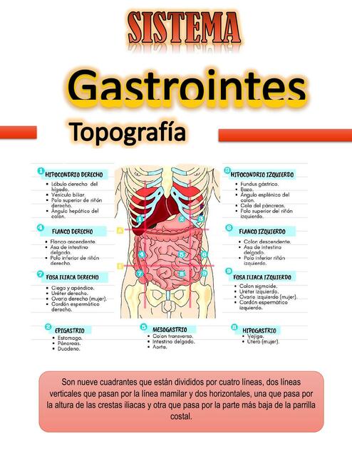 Sistema Digestivo