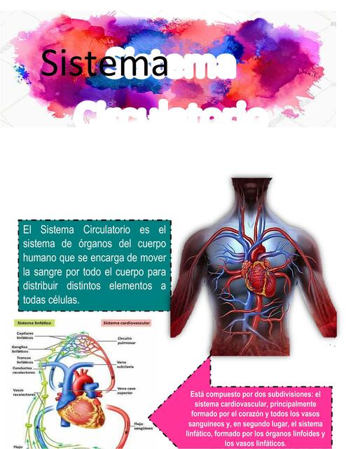 Sistema Cardiovascular 