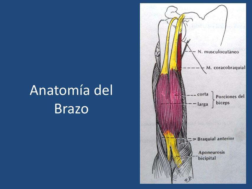 Anatomía  Del  Brazo 