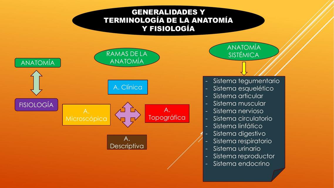 Terminología  De La Anatomía 