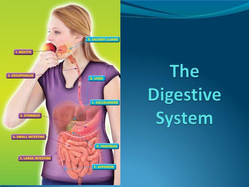 the Digestive Systemppt