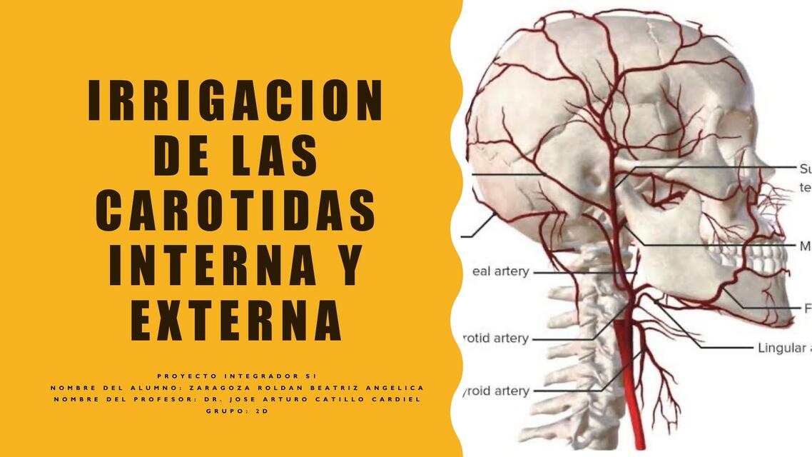 Irrigación de las carotidas internas y externas