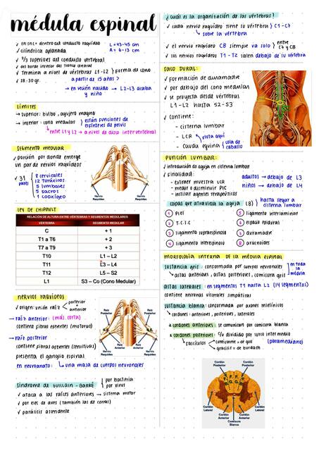 Médula Espinal Generalidades Anatomía Vías Rosalyn Ariana