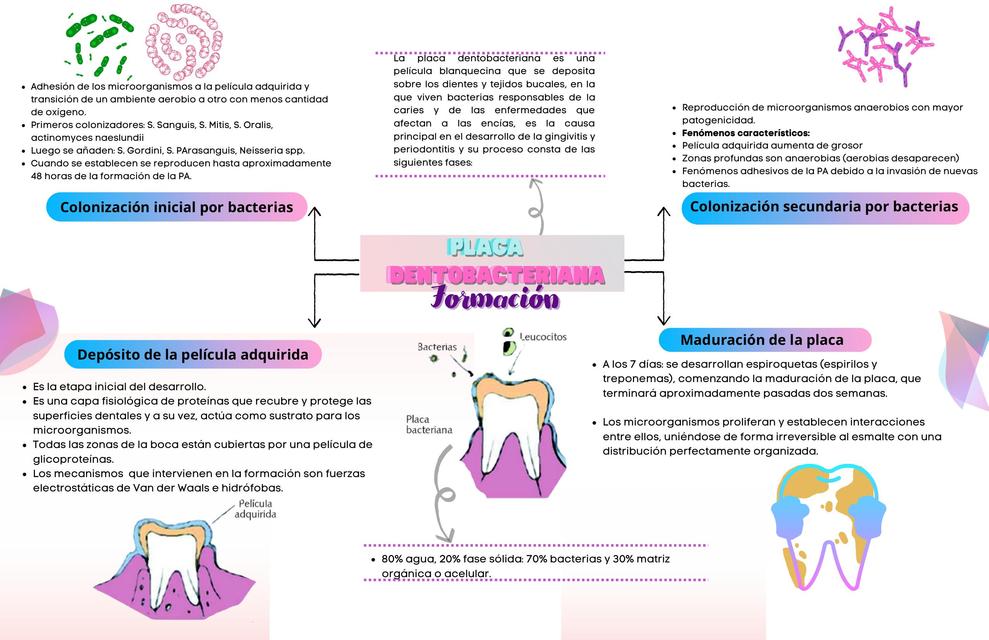 Fases De La Placa Bacteriana - Image to u