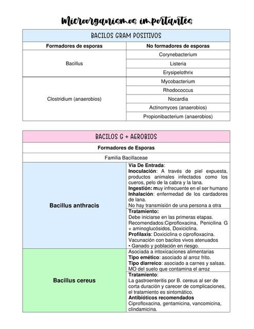 Microorganismos Importantes 