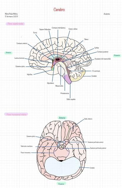 Partes del Cerebro 