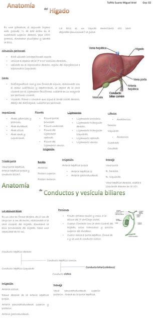 Higado y besicula anato