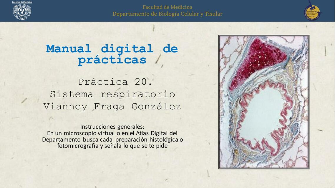 Sistema respiratorio  