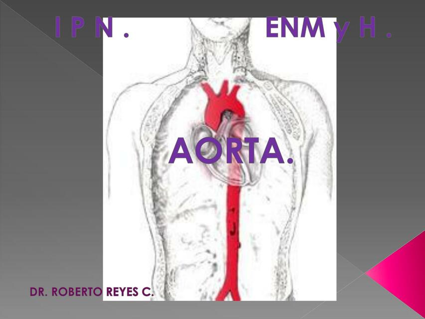 Aorta 