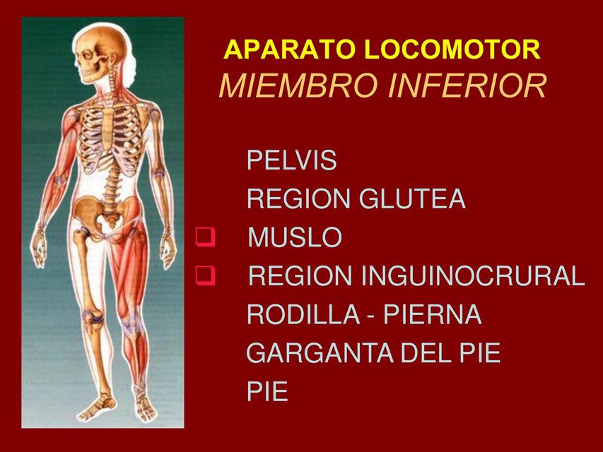 Aparato locomotor miembro inferior 