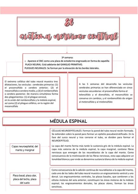 Sistema Nervioso Central Janeth Lucas Udocz