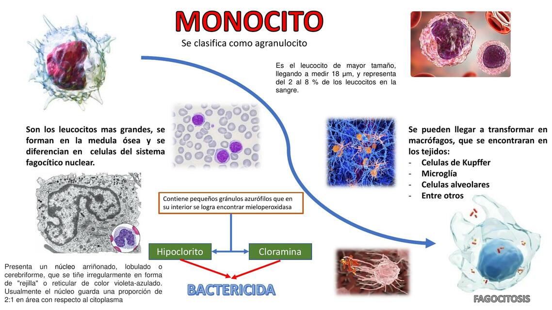 Monocito 