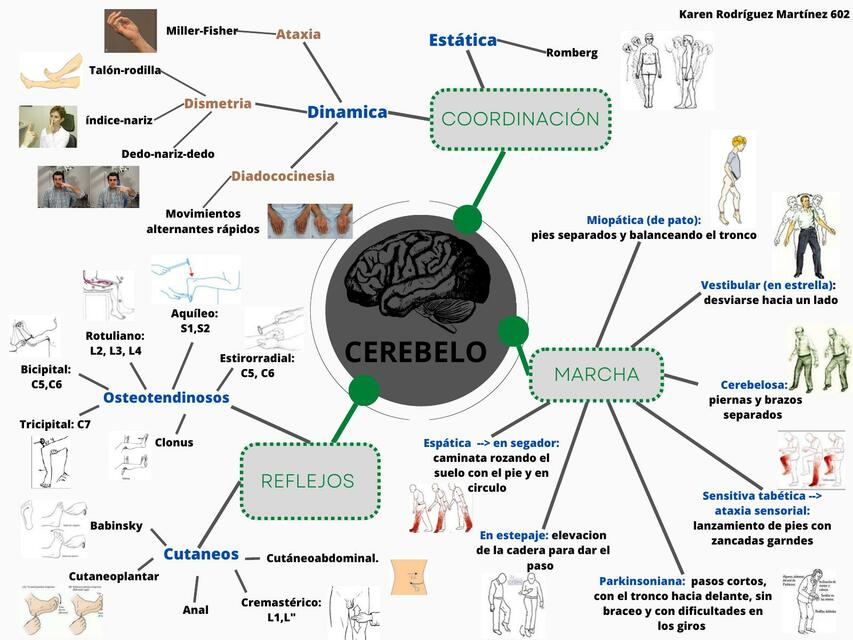 Exploración del Cerebelo 