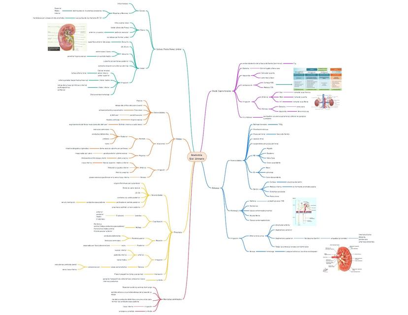 Anatomía Sistema Urinario  