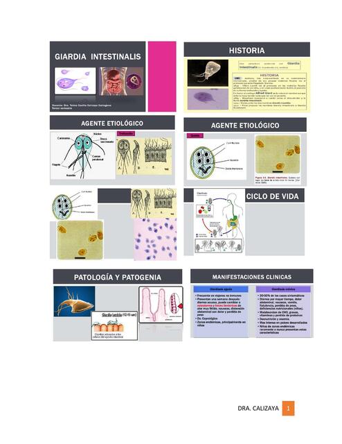 Giardia Lamblia